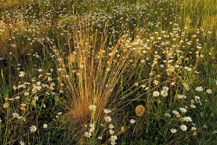 Framed Print : Grasses and daisies at sunset. Redstreak campground, Kootenay National Park, British Columbia, Canada Framed Print : Grasses and daisies at sunset. Redstreak campground, Kootenay National Park, British Columbia, Canada