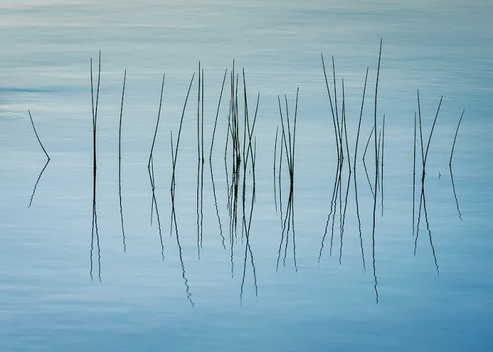 Framed Print : Grasses on Jordan Pond, Acadia National Park, Maine, USA Framed Print : Grasses on Jordan Pond, Acadia National Park, Maine, USA