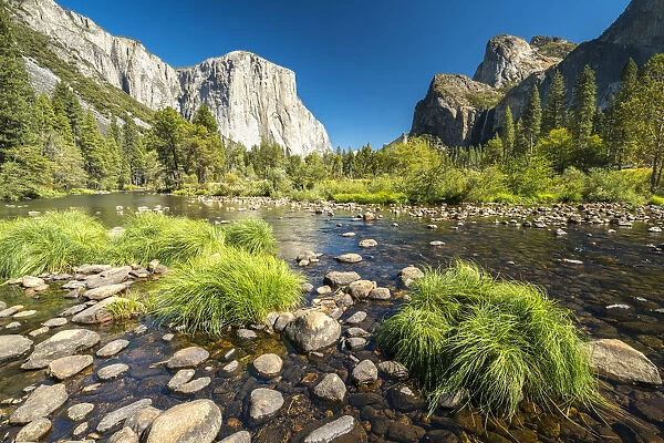 Grasses and rocks in Merced River at Valley View on sunny day, Yosemite National Park
