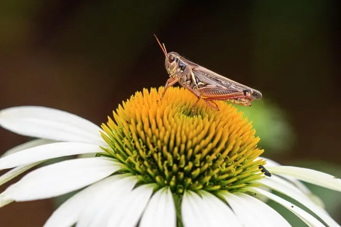 Framed Print : Grasshopper resting on garden daisy, Greater Sudbury, Ontario, Canada Framed Print : Grasshopper resting on garden daisy, Greater Sudbury, Ontario, Canada