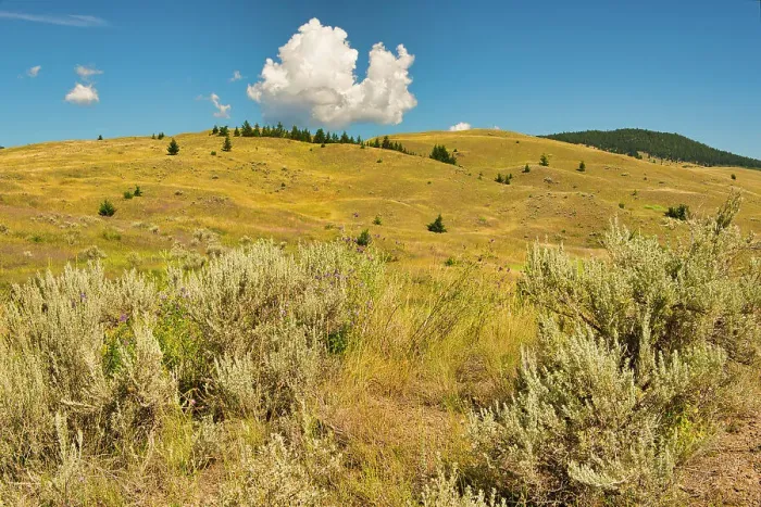 Framed Print : Grasslands. Thompson Valley, Kamloops, British Columbia, Canada Framed Print : Grasslands. Thompson Valley, Kamloops, British Columbia, Canada