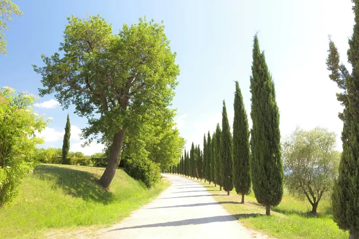 Framed Print : Gravel road lined with cypress trees, Val d'Orcia, near San Quirico d'Orcia, Tuscany, Italy Framed Print : Gravel road lined with cypress trees, Val d'Orcia, near San Quirico d'Orcia, Tuscany, Italy