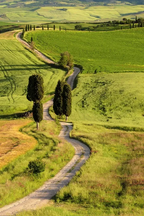 Framed Print : Gravel track and cypress trees, Val d'Orcia, near Pienza, Tuscany, Italy Framed Print : Gravel track and cypress trees, Val d'Orcia, near Pienza, Tuscany, Italy