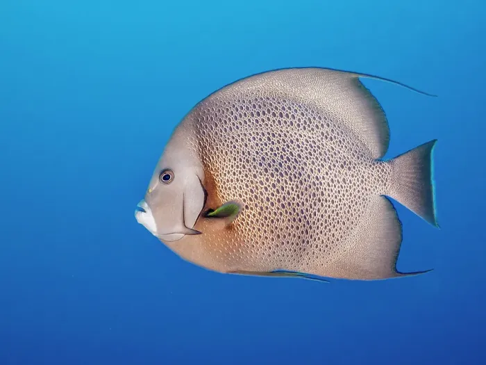 Framed Print : Gray Angelfish (Pomacanthus arcuatus), Grand Cayman, Cayman Islands, British West Indies Framed Print : Gray Angelfish (Pomacanthus arcuatus), Grand Cayman, Cayman Islands, British West Indies