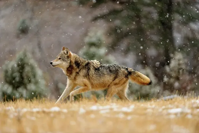 Framed Print : Gray / grey / timber wolf (Canis lupus)- captive raised adult, Bozeman, Montana, USA Framed Print : Gray / grey / timber wolf (Canis lupus)- captive raised adult, Bozeman, Montana, USA