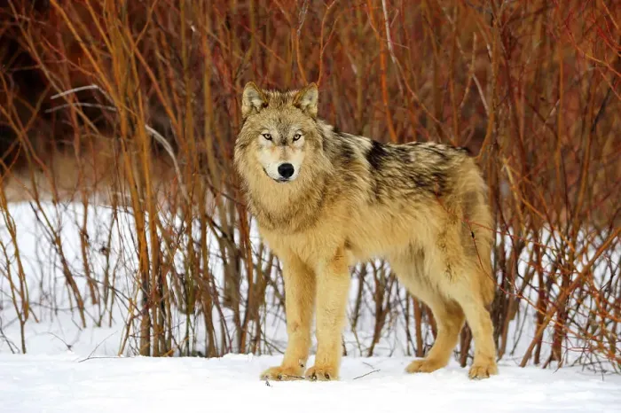 Framed Print : Gray / grey / timber wolf (Canis lupus)- captive raised adult, Bozeman, Montana, USA