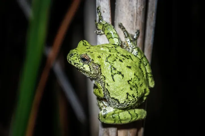Framed Print : Gray Tree Frog (Dryophytes versicolor), formerly Hyla versicolor, Thornton, Ontario, Canada Framed Print : Gray Tree Frog (Dryophytes versicolor), formerly Hyla versicolor, Thornton, Ontario, Canada