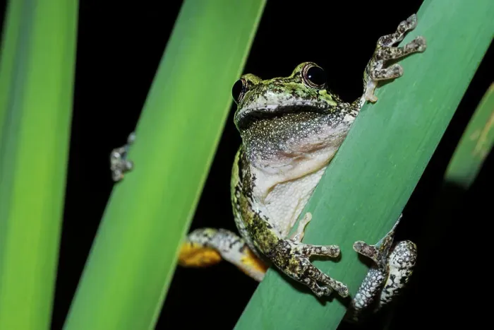 Framed Print : Gray Tree Frog (Dryophytes versicolor), formerly Hyla versicolor, Thornton, Ontario, Canada Framed Print : Gray Tree Frog (Dryophytes versicolor), formerly Hyla versicolor, Thornton, Ontario, Canada