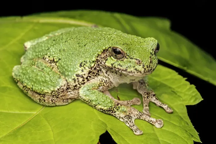 Framed Print : Gray Tree Frog (Dryophytes versicolor), formerly Hyla versicolor, Thornton, Ontario, Canada Framed Print : Gray Tree Frog (Dryophytes versicolor), formerly Hyla versicolor, Thornton, Ontario, Canada