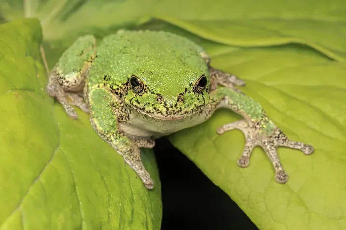 Framed Print : Gray Tree Frog (Dryophytes versicolor), formerly Hyla versicolor, Thornton, Ontario, Canada Framed Print : Gray Tree Frog (Dryophytes versicolor), formerly Hyla versicolor, Thornton, Ontario, Canada