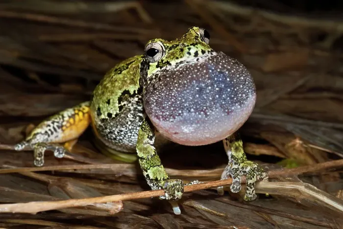 Framed Print : Gray Tree Frog (Dryophytes versicolor), formerly Hyla versicolor, with vocal sac inflated while chorusing at night near Thornton, Ontario, Canada