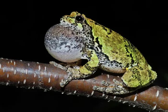 Framed Print : Gray Tree Frog (Dryophytes versicolor), formerly Hyla versicolor, with vocal sac inflated while chorusing at night near Thornton, Ontario, Canada Framed Print : Gray Tree Frog (Dryophytes versicolor), formerly Hyla versicolor, with vocal sac inflated while chorusing at night near Thornton, Ontario, Canada