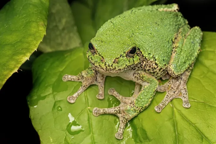 Framed Print : Gray Tree Frog (Dryophytes versicolor), Thornton, Ontario, Canada Framed Print : Gray Tree Frog (Dryophytes versicolor), Thornton, Ontario, Canada