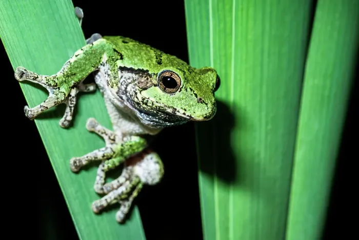 Framed Print : Gray Tree Frog (Dryophytes versicolor), Thornton, Ontario, Canada Framed Print : Gray Tree Frog (Dryophytes versicolor), Thornton, Ontario, Canada