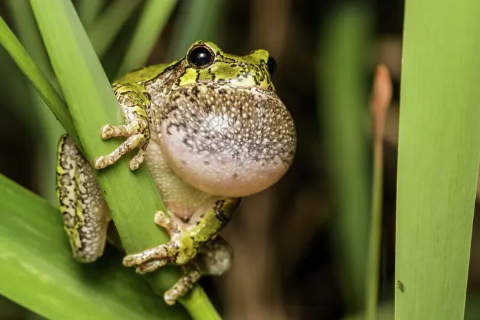 Framed Print : Gray Tree Frog (Dryophytes versicolor) with vocal sac fully inflated while calling during spring breeding season, Thornton, Ontario, Canada Framed Print : Gray Tree Frog (Dryophytes versicolor) with vocal sac fully inflated while calling during spring breeding season, Thornton, Ontario, Canada
