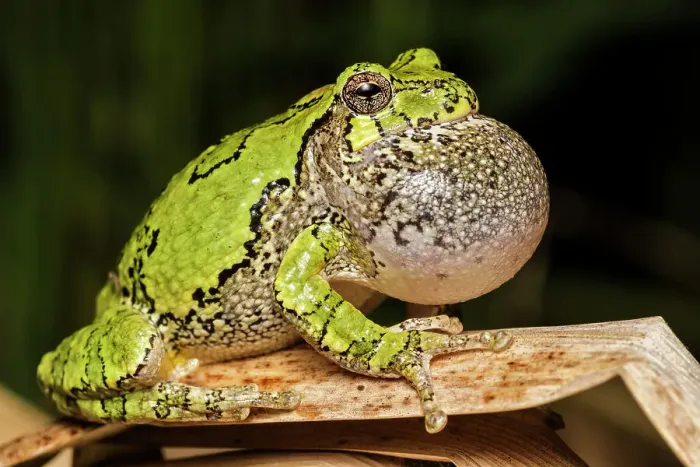 Framed Print : Gray Tree Frog (Dryophytes versicolor) with vocal sac fully inflated while calling during spring breeding season, Thornton, Ontario, Canada Framed Print : Gray Tree Frog (Dryophytes versicolor) with vocal sac fully inflated while calling during spring breeding season, Thornton, Ontario, Canada
