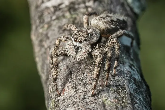 Framed Print : Gray Wall Jumping Spider (Menemerus bivittatus), Thornton, Ontario, Canada