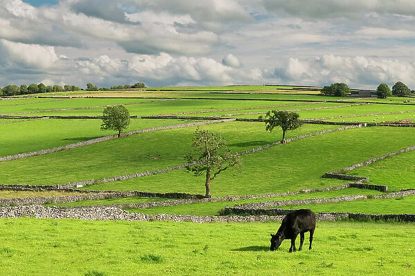Grazing Cow, Litton, Peak District National Park, Derbyshire, England