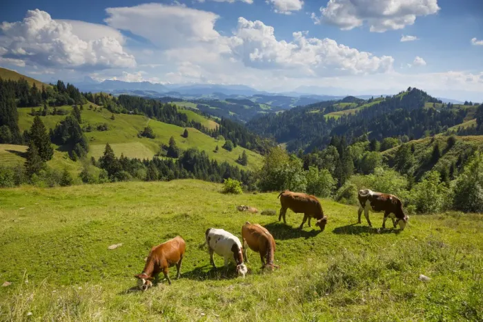 Framed Print : Grazing cows, Emmental Valley and Swiss alps in the background, Berner Oberland Framed Print : Grazing cows, Emmental Valley and Swiss alps in the background, Berner Oberland