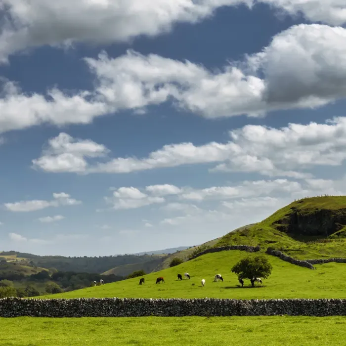 Framed Print : Grazing Cows & Lone Tree, Peak District National Park, Derbyshire, England Framed Print : Grazing Cows & Lone Tree, Peak District National Park, Derbyshire, England