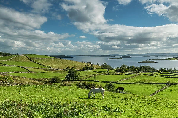 Grazing Horses, Derryfadda, Connemara, Co. Mayo, Ireland