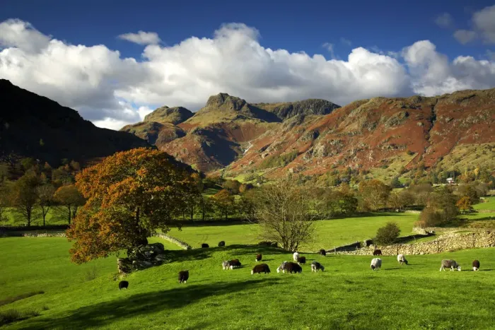Framed Print : Grazing Sheep, Great Langdale, Lake District National Park, Cumbria, England Framed Print : Grazing Sheep, Great Langdale, Lake District National Park, Cumbria, England