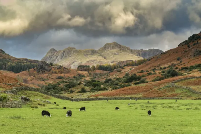 Framed Print : Grazing Sheep Below Langdale Pikes, Little Langdale, Lake District National Park Framed Print : Grazing Sheep Below Langdale Pikes, Little Langdale, Lake District National Park