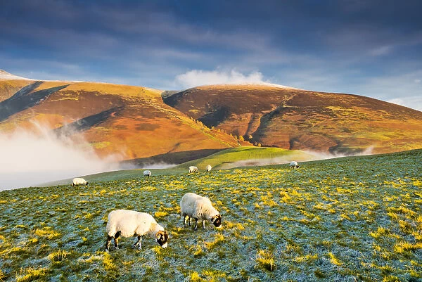 Grazing Sheep on Latrigg Fell, Lake District National Park, Cumbria, England