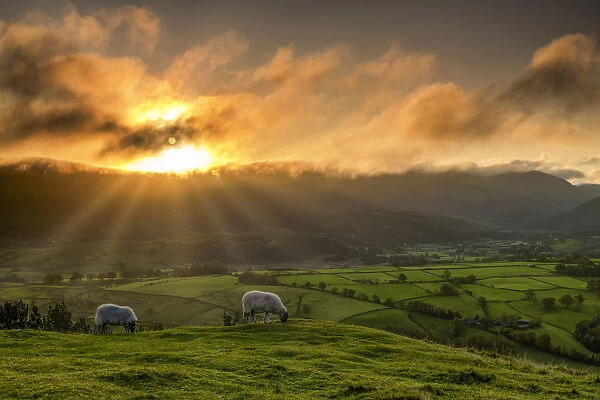 Grazing Sheep at Sunrise, Lake District National Park, Cumbria, England
