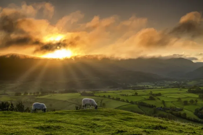 Framed Print : Grazing Sheep at Sunrise, Lake District National Park, Cumbria, England Framed Print : Grazing Sheep at Sunrise, Lake District National Park, Cumbria, England