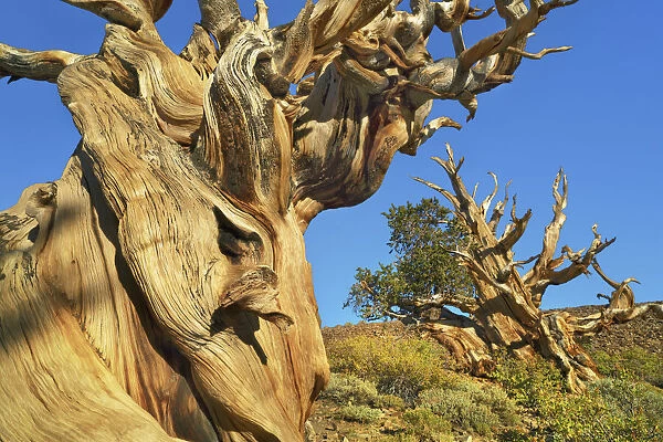 Great Basin bristlecone pine in the White Mountains - USA, California, Inyo