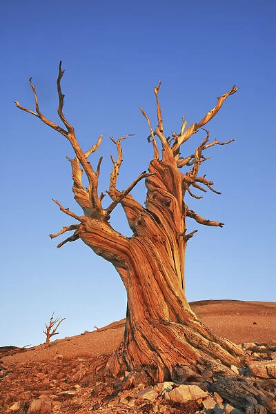 Great Basin bristlecone pine in the White Mountains - USA, California, Inyo