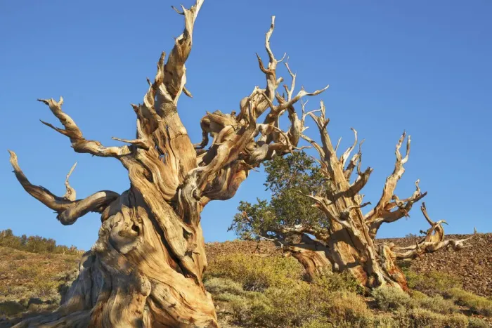 Framed Print : Great Basin bristlecone pine in the White Mountains - USA, California, Inyo Framed Print : Great Basin bristlecone pine in the White Mountains - USA, California, Inyo