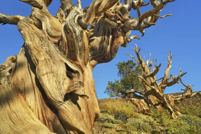 Framed Print : Great Basin bristlecone pine in the White Mountains - USA, California, Inyo Framed Print : Great Basin bristlecone pine in the White Mountains - USA, California, Inyo