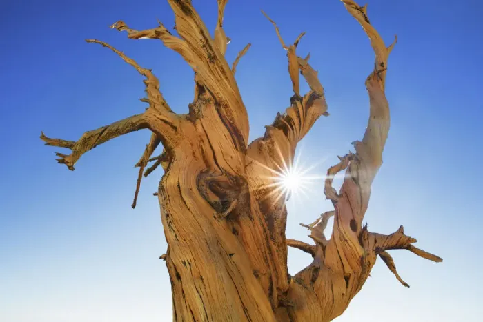 Framed Print : Great Basin bristlecone pine in the White Mountains - USA, California, Inyo
