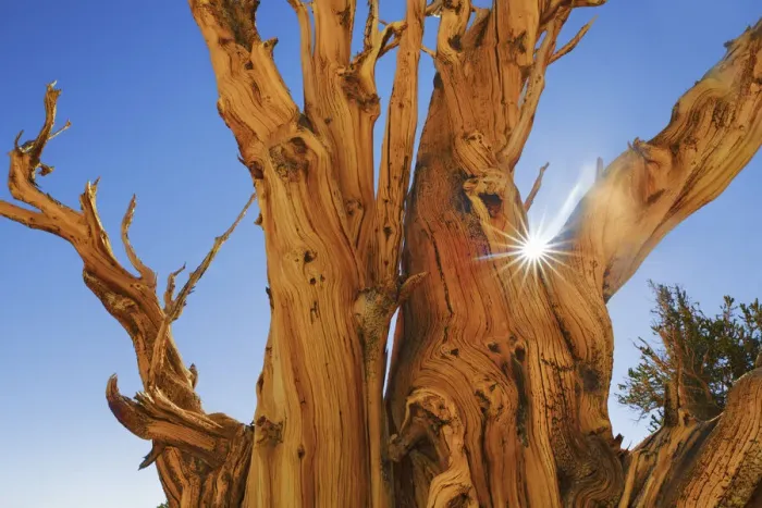 Framed Print : Great Basin bristlecone pine in the White Mountains - USA, California, Inyo