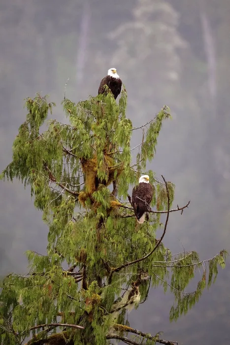 Framed Print : Great Bear Rainforest, British Columbia, Canada. Two bald eagles sitting in a tree Framed Print : Great Bear Rainforest, British Columbia, Canada. Two bald eagles sitting in a tree
