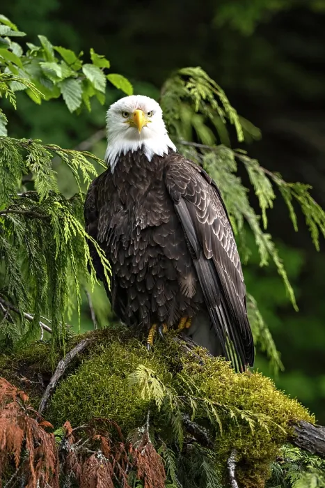 Framed Print : Great Bear Rainforest, British Columbia, Canada. A bald eagle sitting in. a tree on a mossy branch Framed Print : Great Bear Rainforest, British Columbia, Canada. A bald eagle sitting in. a tree on a mossy branch