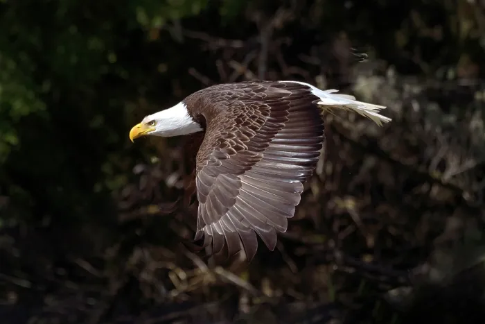 Framed Print : Great Bear Rainforest, British Columbia, Canada. A bald eagle in flight