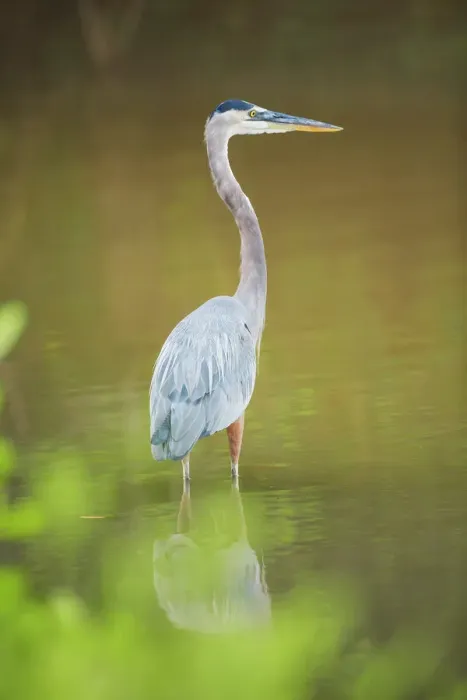 Framed Print : Great blue heron (Ardea herodias) looking for food, Sanibel Island, J. N Framed Print : Great blue heron (Ardea herodias) looking for food, Sanibel Island, J. N