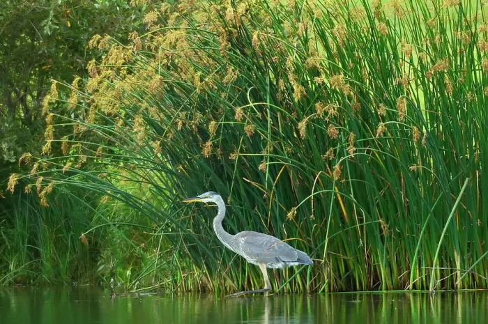 Framed Print : Great blue heron (Ardea herodias) in man-made pond. Southdale Winnipeg, Manitoba, Canada Framed Print : Great blue heron (Ardea herodias) in man-made pond. Southdale Winnipeg, Manitoba, Canada