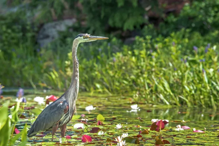 Framed Print : Great Blue Heron (Ardea herodias) in wetland on Horseshoe Lake near Muskoka, Ontario, Canada