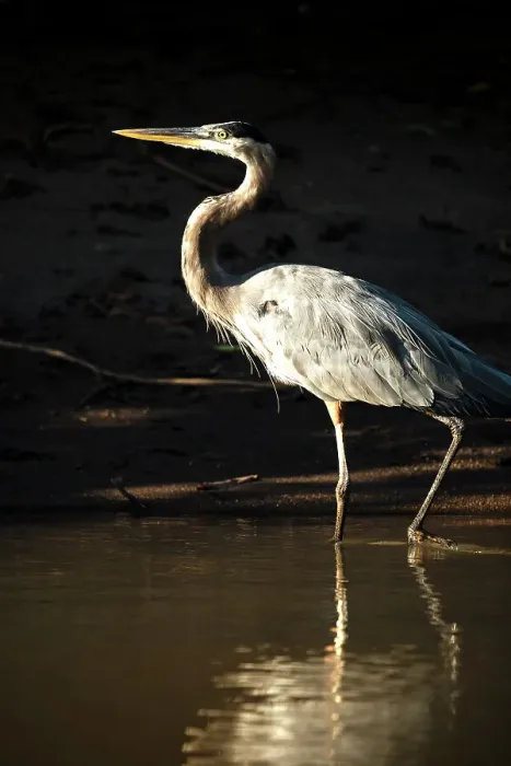Framed Print : Great blue Heron, Cano Negro, Alajuela Province, Costa Rica, Central America Framed Print : Great blue Heron, Cano Negro, Alajuela Province, Costa Rica, Central America