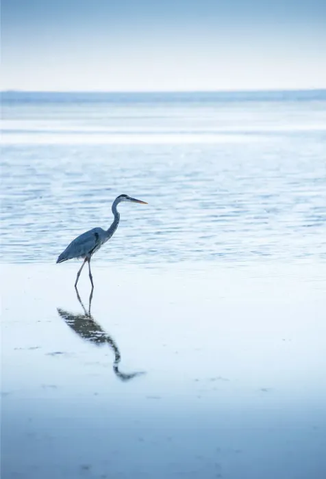 Framed Print : Great Blue Heron, Hunting For Fish, Tampa Bay, Saint Petersburg, Florida Framed Print : Great Blue Heron, Hunting For Fish, Tampa Bay, Saint Petersburg, Florida