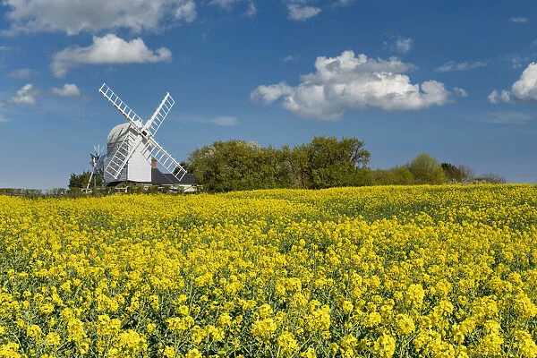 Great Chishill Windmill in Field of Rape, Cambridgeshire, England