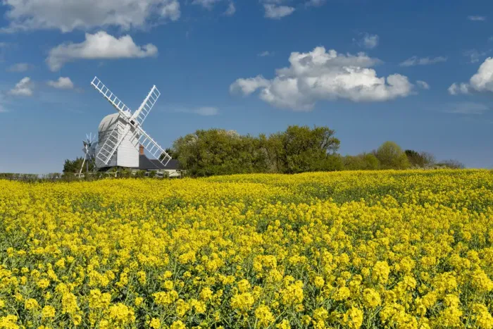 Framed Print : Great Chishill Windmill in Field of Rape, Cambridgeshire, England