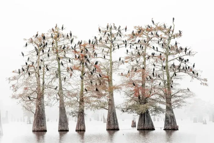 Framed Print : great cormorants (Phalacrocorax carbo) resting on bold cypresses in the Atchafalaya Basin, Louisiana