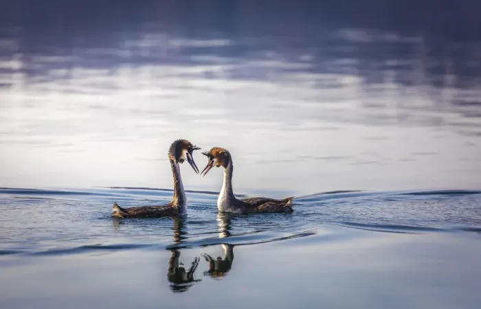 Framed Print : Great crested grebe pair at courtship (Podiceps cristatus