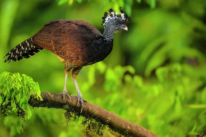 Framed Print : Great curassow (Crax rubra), Arenal Observatory Lodge, La Fortuna, Alajuela, Costa Rica Framed Print : Great curassow (Crax rubra), Arenal Observatory Lodge, La Fortuna, Alajuela, Costa Rica