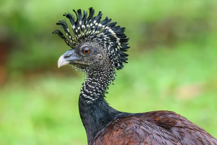 Framed Print : Great curassow (Crax rubra) Female Framed Print : Great curassow (Crax rubra) Female